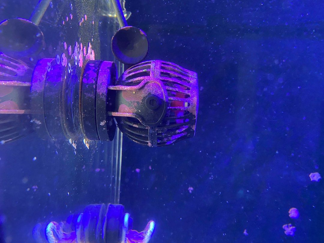 Reef Aquarium For Sale, Pet Supplies, Homes & Other Pet Accessories on