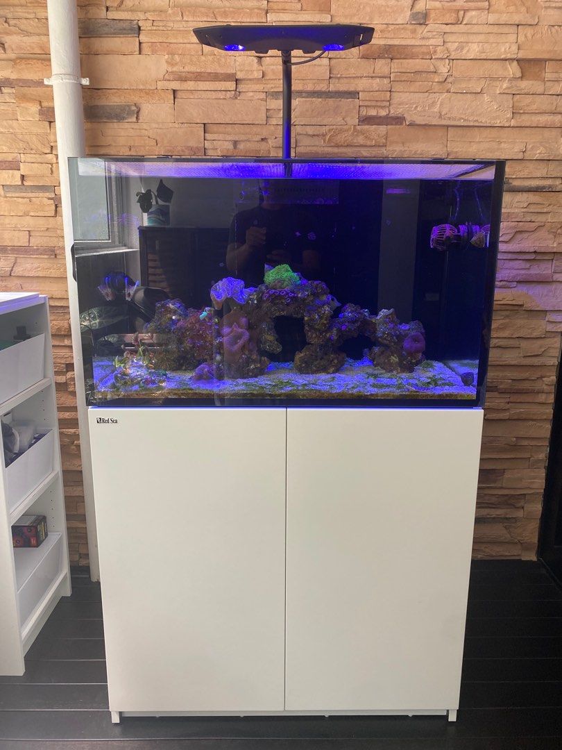 Reef Aquarium For Sale, Pet Supplies, Homes & Other Pet Accessories on
