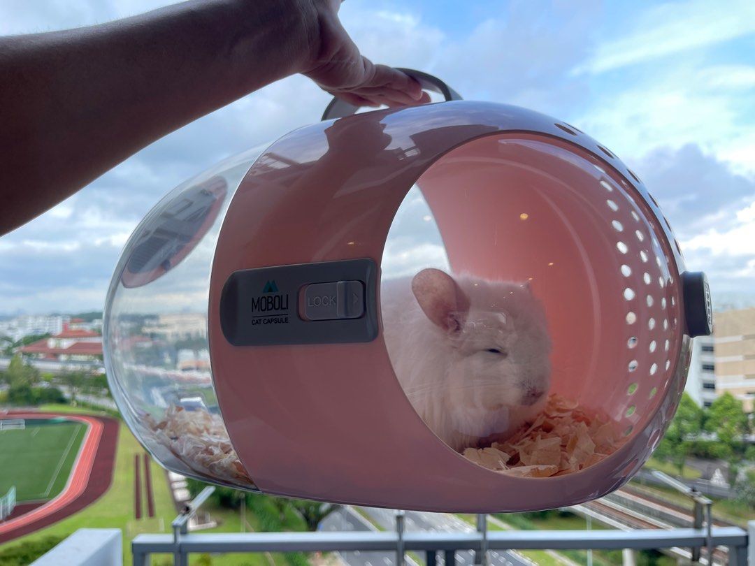 Chinchilla Cat guinea pig rabbits carrier