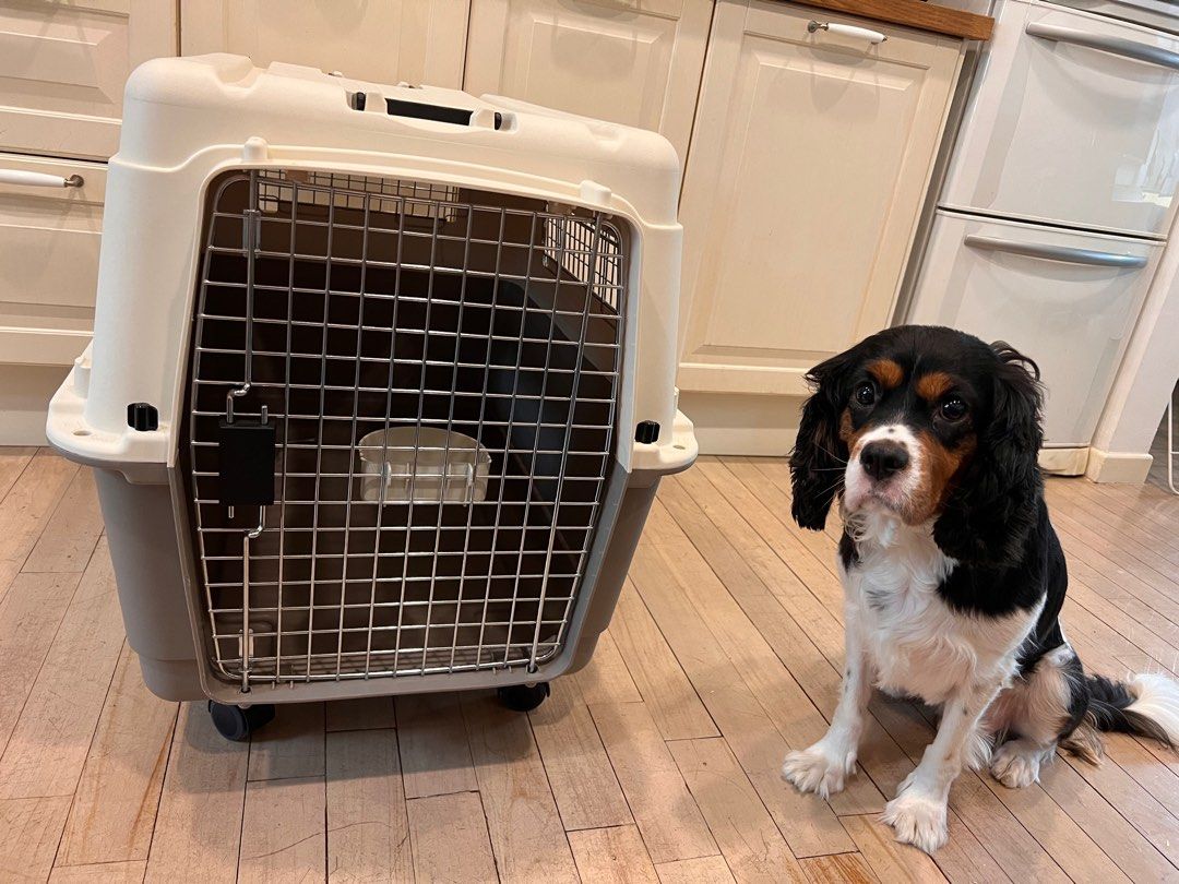 Pet travel cage, Pet Supplies, Homes & Other Pet Accessories on Carousell