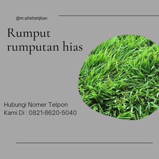 rumput rumputan hias