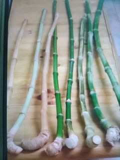 Walking  Stick/Bamboo Cane