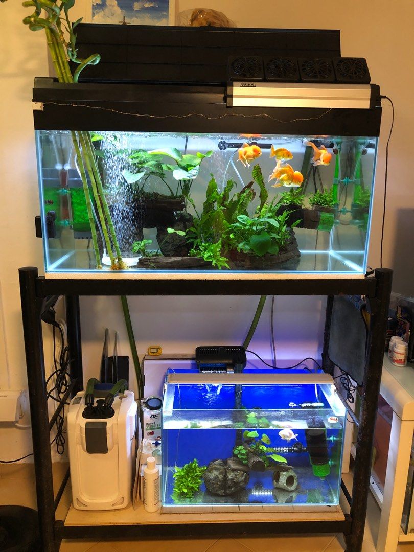 Pet supplies plus clearance 20 gallon tank