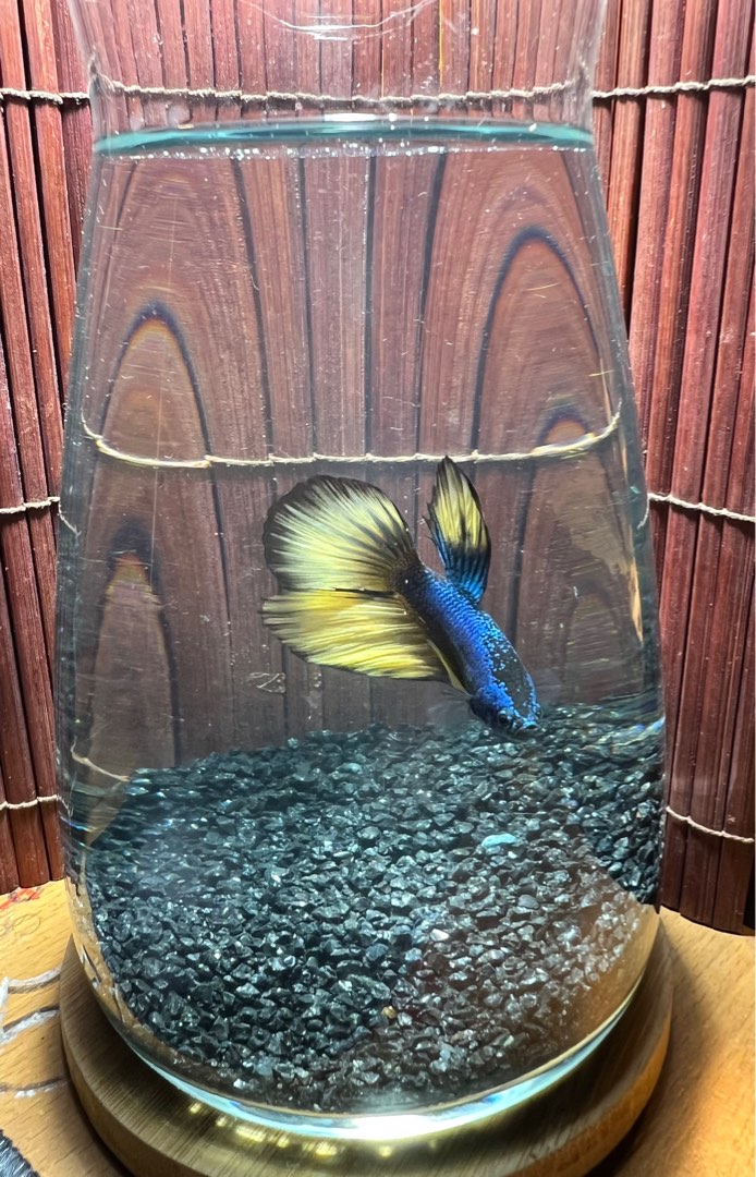 Betta fish & Jar, Pet Supplies, Homes & Other Pet Accessories on Carousell