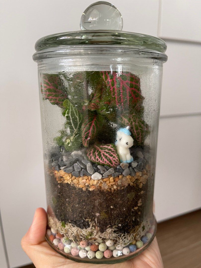 Enclosed Terrarium, Furniture & Home Living, Gardening, Plants & Seeds