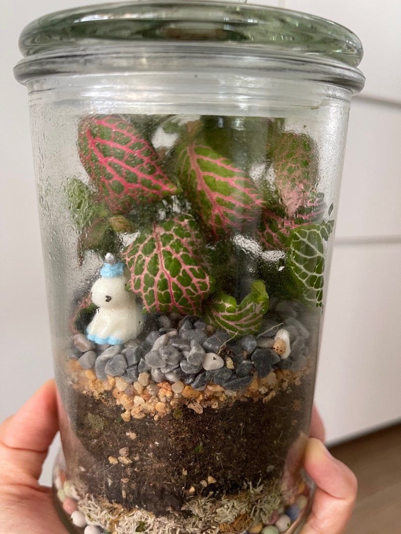 Enclosed Terrarium, Furniture & Home Living, Gardening, Plants & Seeds