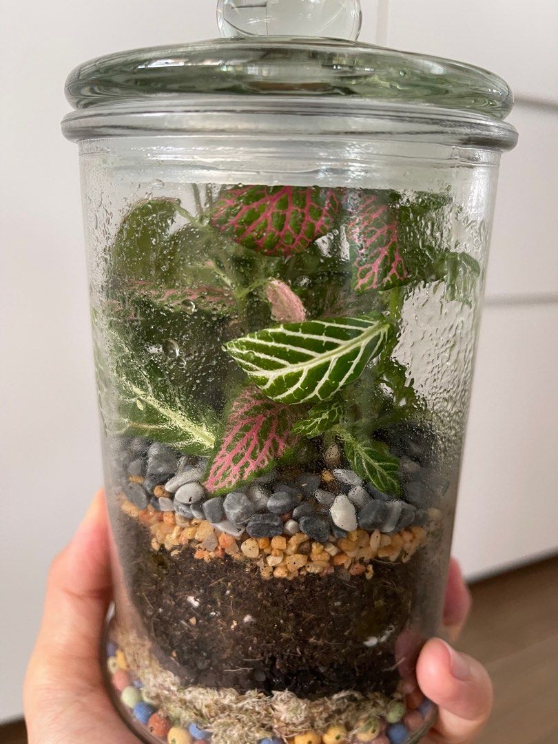 Enclosed Terrarium, Furniture & Home Living, Gardening, Plants & Seeds