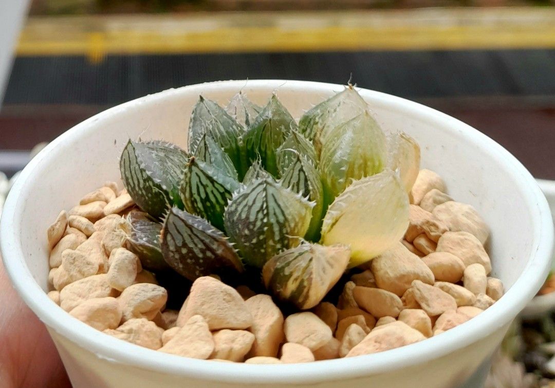 Haworthia Cooperi "Mirror ball" variegated 7cm pot, Furniture & Home
