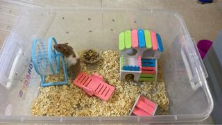 (Category: ) located in . Submitted by dilasapri (Listing ID 1203049556, Image 1). Description: .
