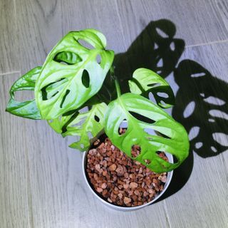 Mini Monstera adansonii Obliqua Swiss Cheese Vine automatic self watering lazy flower pot air purifier plant indoor houseplant 迷你 仙洞 龜背芋 小龜背竹 – 瑞士奶酪藤 萬年青 兩用可泥種+水種 懶人花盆 空氣淨化風水植物 