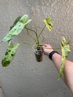 (Category: ) located in . Submitted by maaadplants (Listing ID 1203032303, Image 1). Description: .