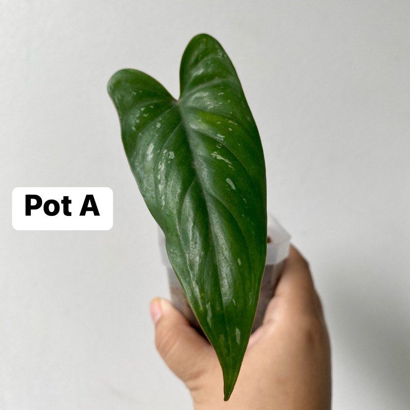green white pothos Pothos Epipremnum aureum 'Marble Queen'