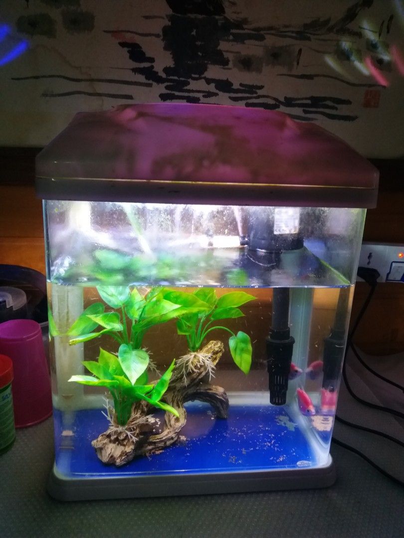 small aquarium light for plants