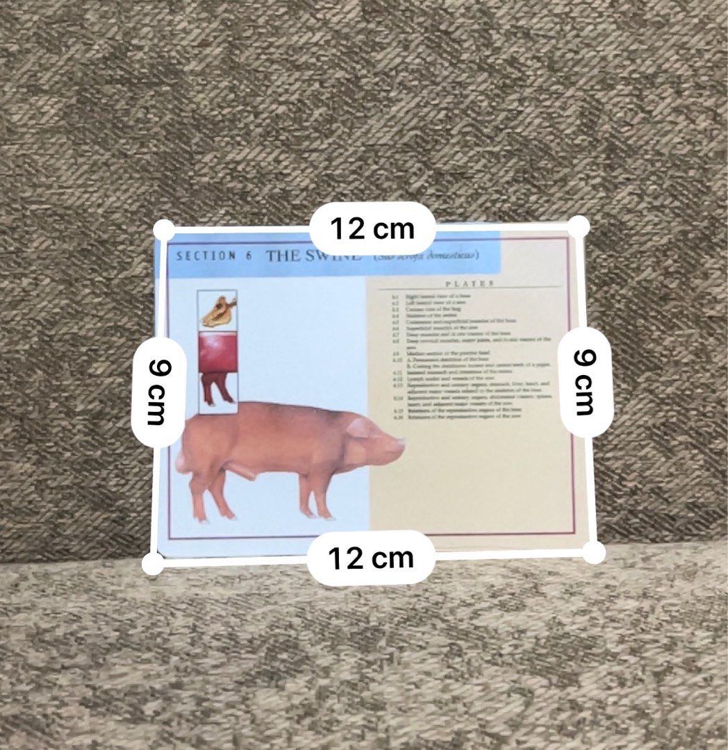 [Veterinary Medicine] Animal Anatomy Rewritable Waterproof Flashcards ...