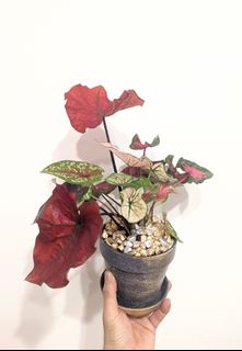 （分類：）位於 。 由 PHLPHL 提交（商品編號 1203135389，圖片 1）。簡介： 。