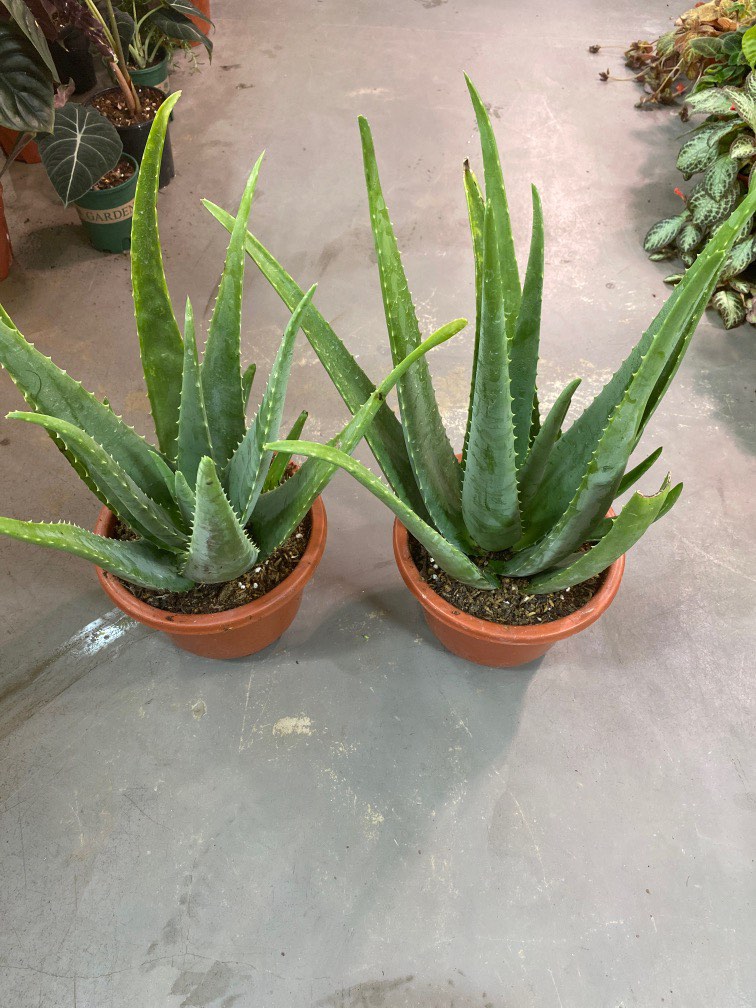 Aloe Vera Edible Plant 10 Each Furniture And Home Living Gardening Plants And Seeds On Carousell 2305
