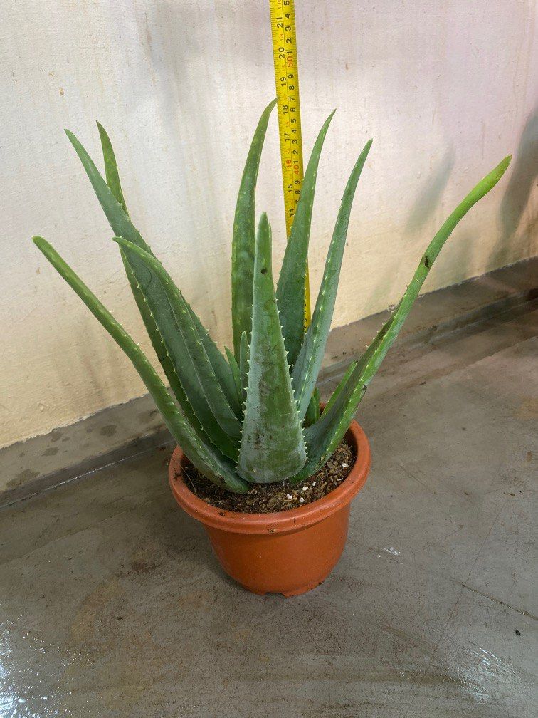 Aloe Vera Edible Plant 10 Each Furniture And Home Living Gardening Plants And Seeds On Carousell 1936