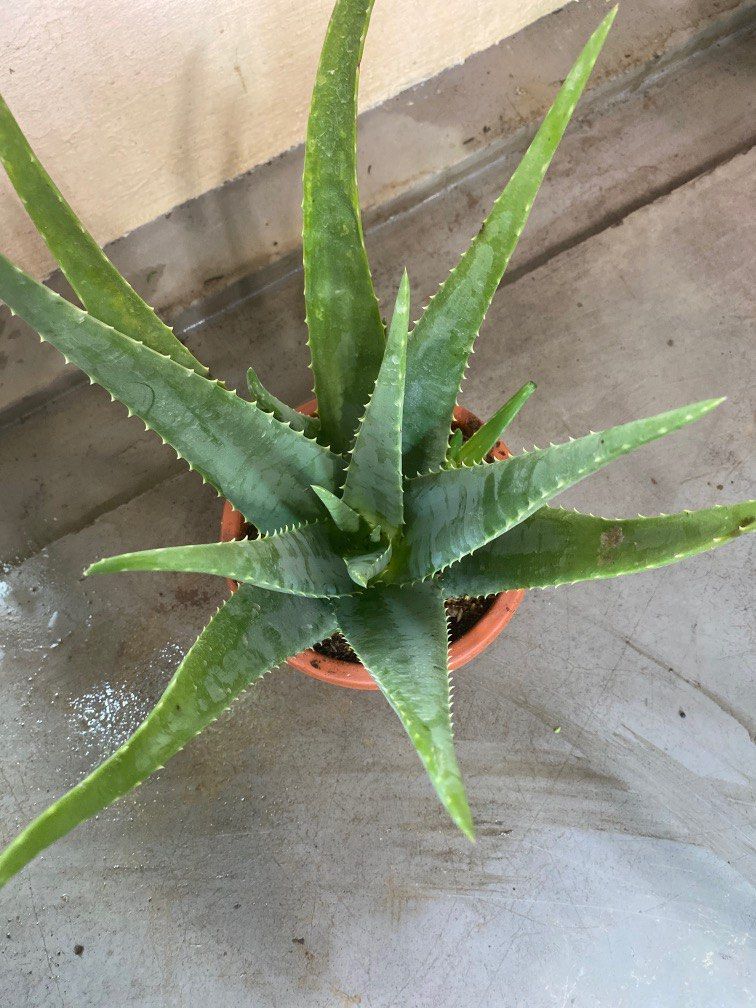 Aloe Vera Edible Plant 10 Each Furniture And Home Living Gardening Plants And Seeds On Carousell 2374