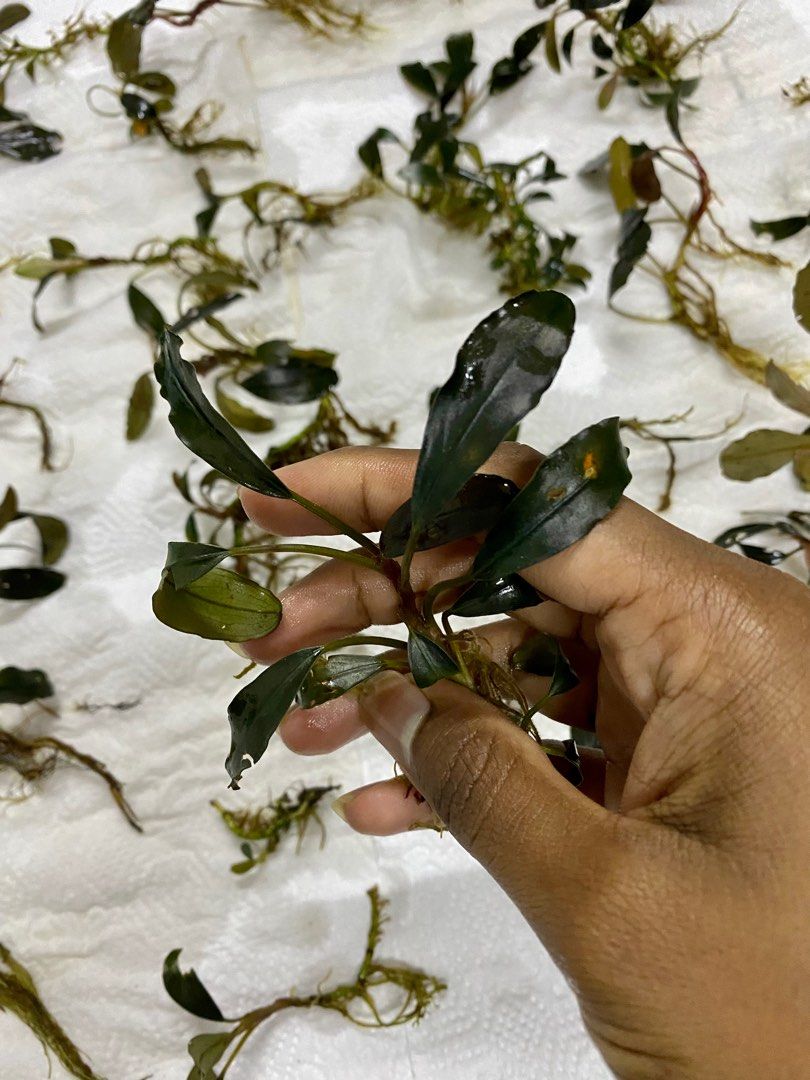 Bucephalandra Sp Black Angel ????????, Pet Supplies, Homes  Other Pet  Accessories on Carousell