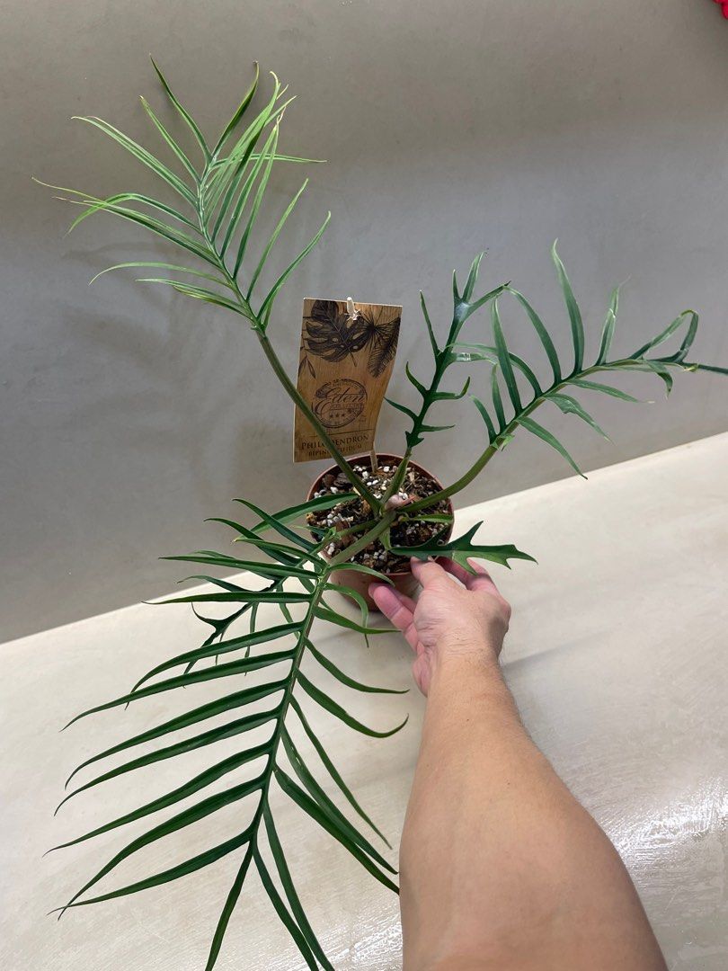 Holland Philodendron Tortum (not cuttings), Furniture & Home Living,  Gardening, Plants & Seeds on Carousell