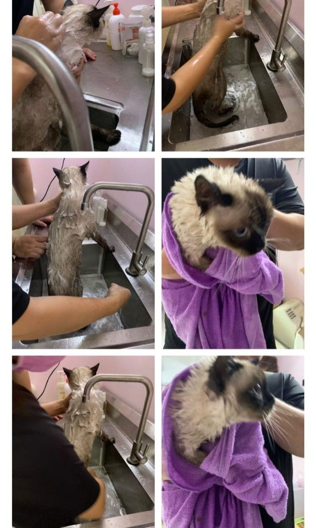 Best Mobile Dog Grooming in Hixville | Cat & Dog Groomers Nearby