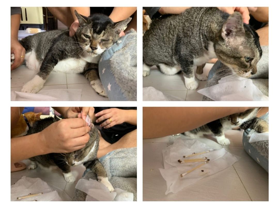 Mobile Cat Grooming (House visit), Lifestyle Services, Pet Care