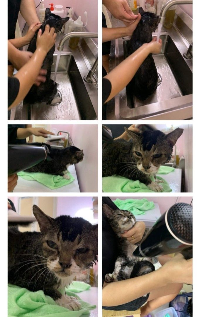 Mobile Cat Grooming (House visit), Lifestyle Services, Pet Care