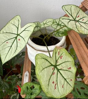 (Category: ) located in . Submitted by cotondetulear (Listing ID 1203181602, Image 1). Description: .