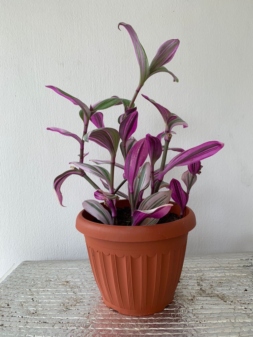 Tradescantia Nanouk, Furniture & Home Living, Gardening, Plants & Seeds ...