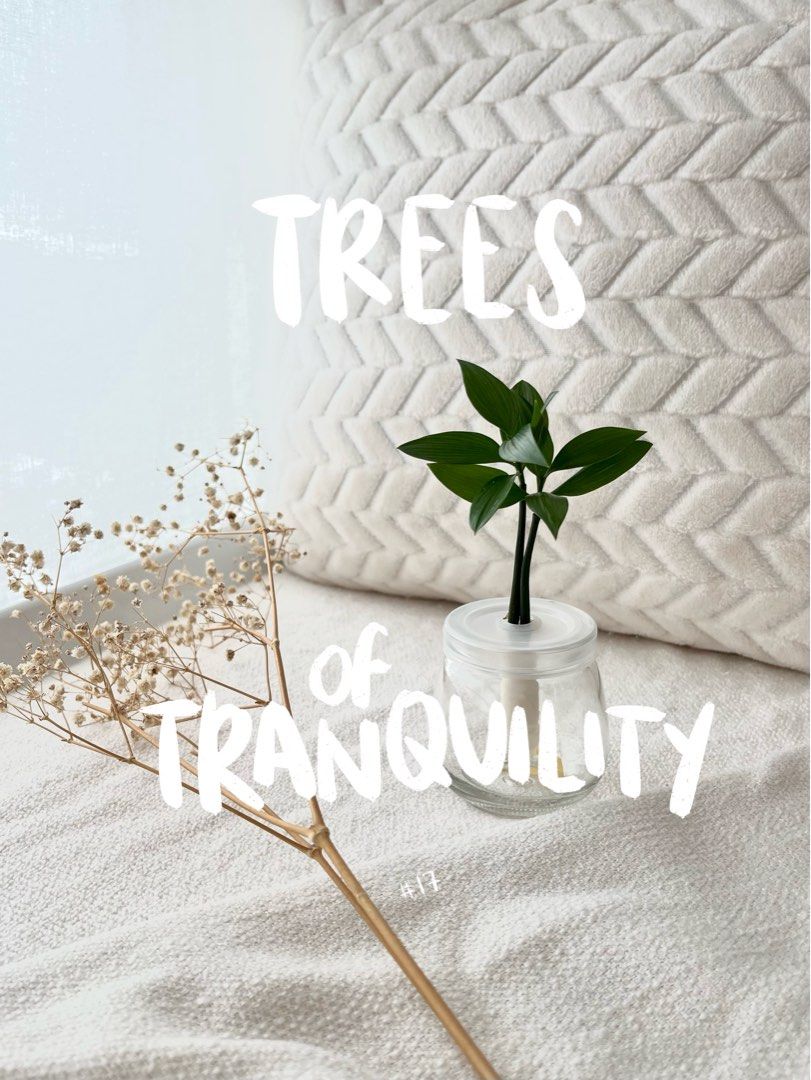 Trees of Tranquility 17 / Nageia Nagi / Table Top Trees, Furniture