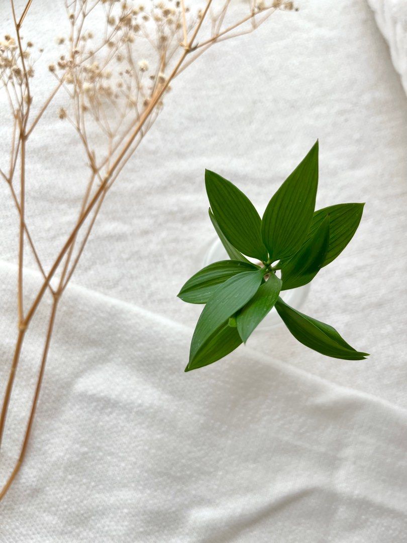 Trees of Tranquility 17 / Nageia Nagi / Table Top Trees, Furniture