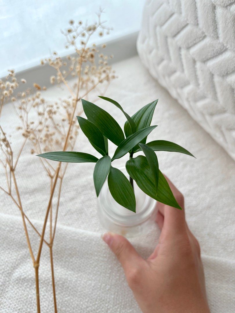 Trees of Tranquility 18 / Nageia Nagi / Table Top Trees, Furniture