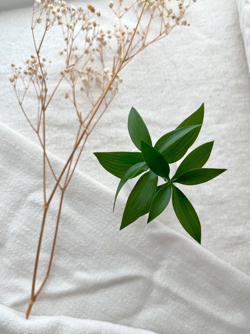 Trees of Tranquility 18 / Nageia Nagi / Table Top Trees, Furniture