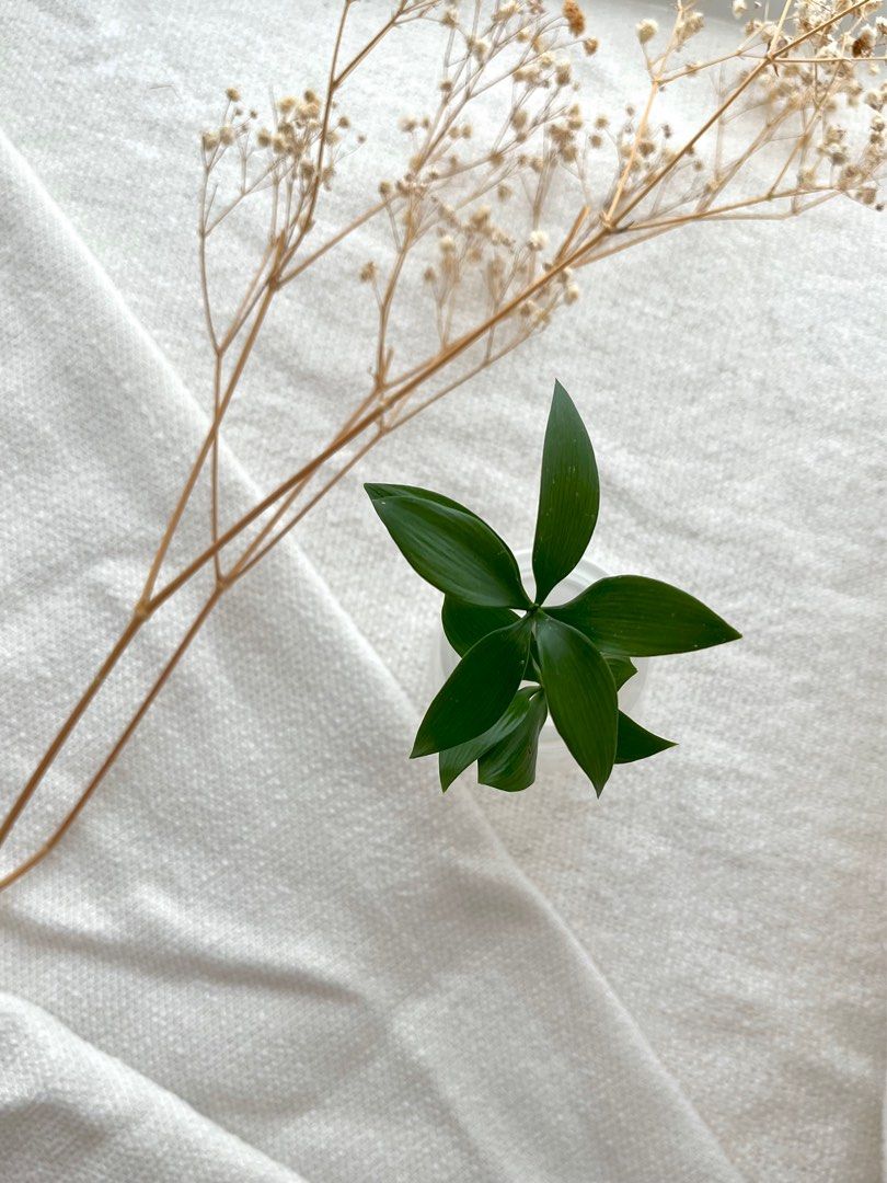 Trees of Tranquility 19 / Nageia Nagi / Table Top Trees, Furniture