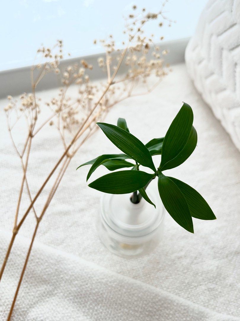 Trees of Tranquility 16 / Nageia Nagi / Table Top Trees, Furniture