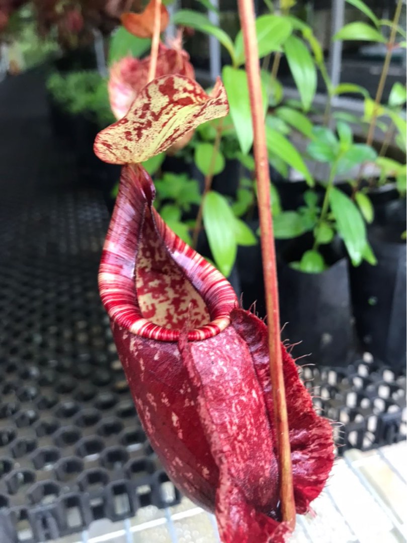 [Nepenthes Plant] Pitcher Plant / Monkey Cup / Periuk Kera Nepenthes