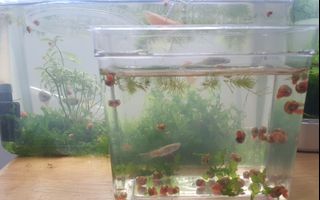 (Category: ) located in . Submitted by cohlinn (Listing ID 1203425260, Image 1). Description: .