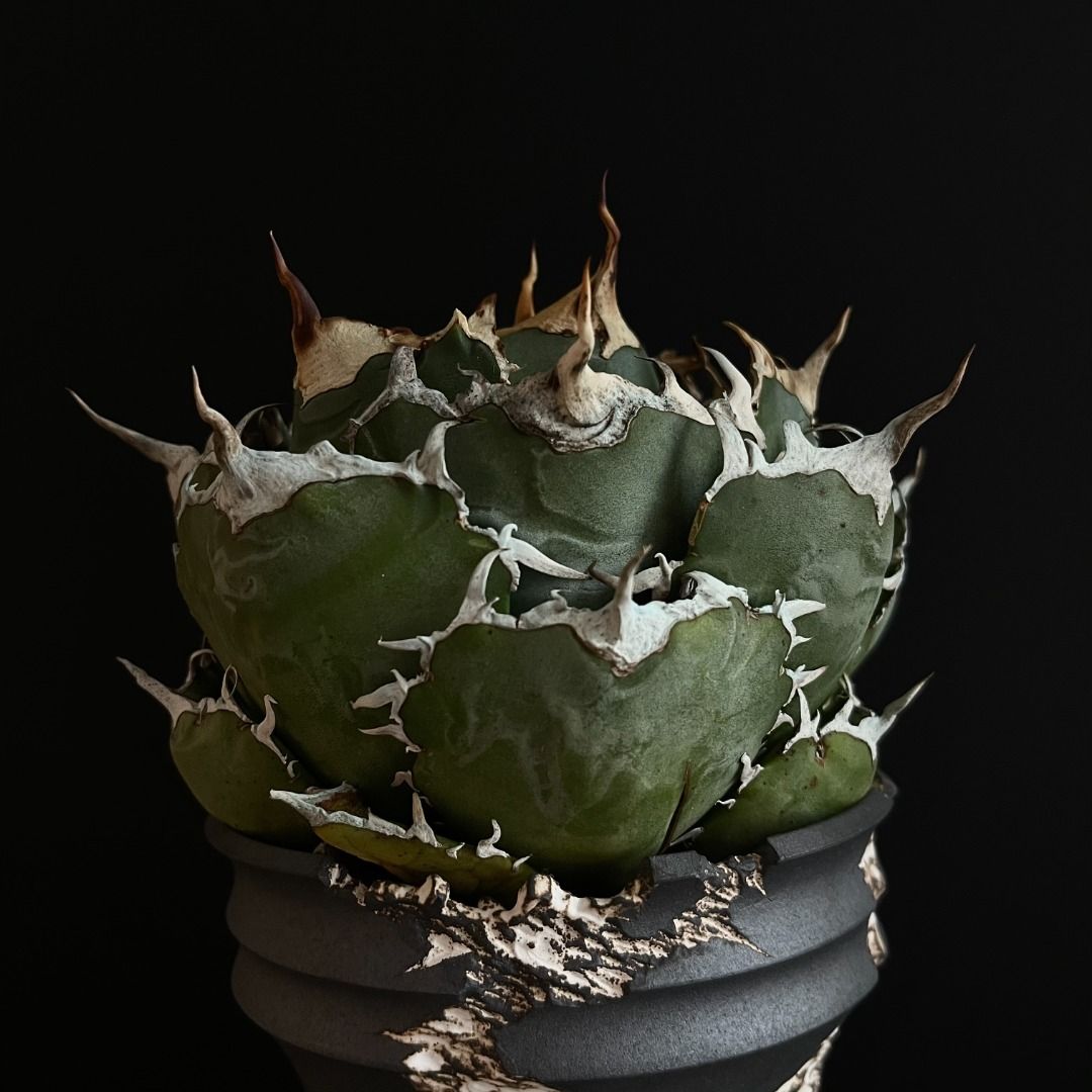 龍舌蘭仁王冠白鯨Agave titanota, 傢俬＆家居, 園藝, 植物及種子