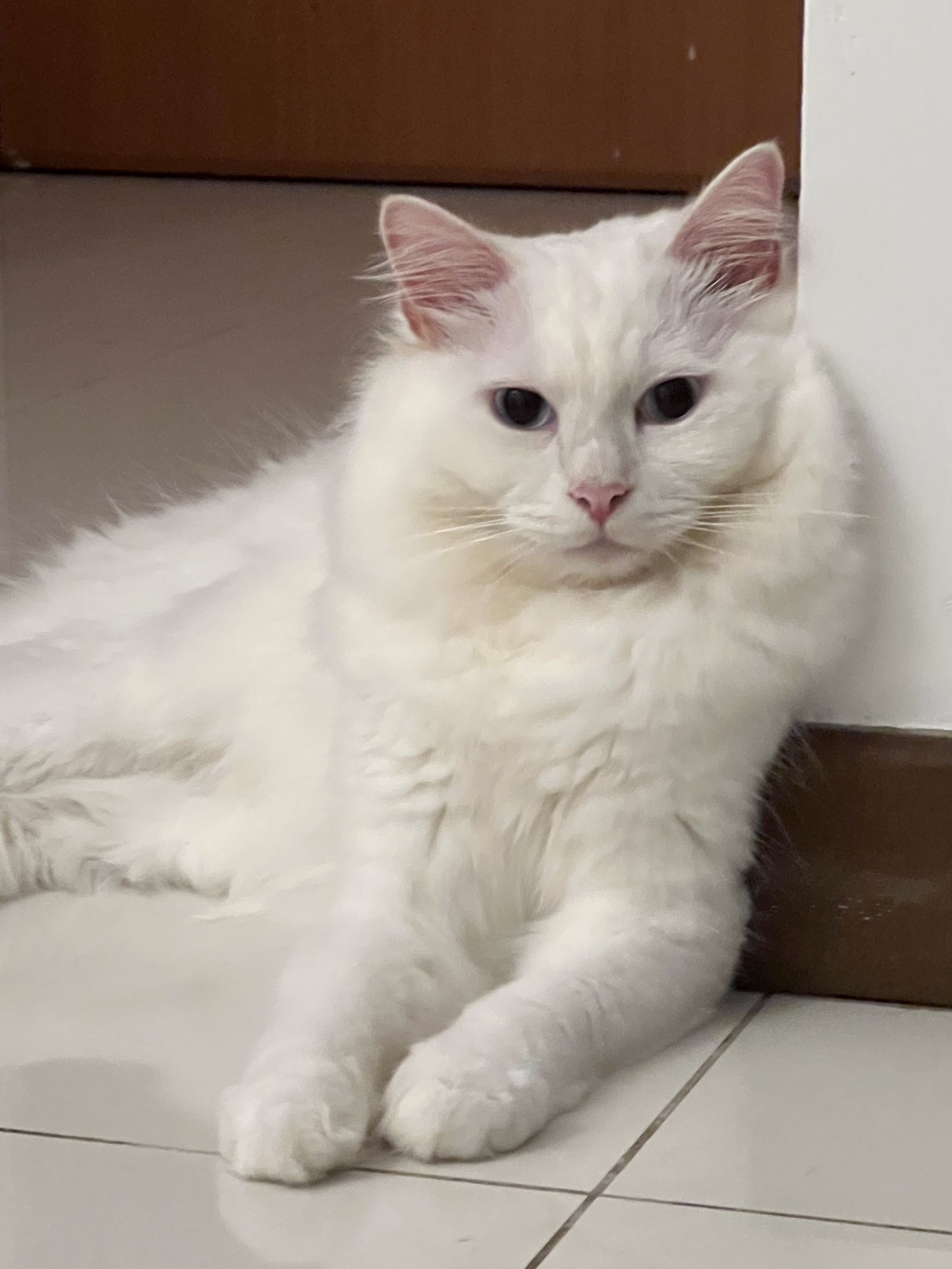 (Category: ) located in . Submitted by thehotcatgroomer (Listing ID 1203719066, Image 1). Description: .