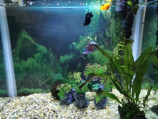 (Category: ) located in . Submitted by zackga (Listing ID 1203732464, Image 1). Description: .