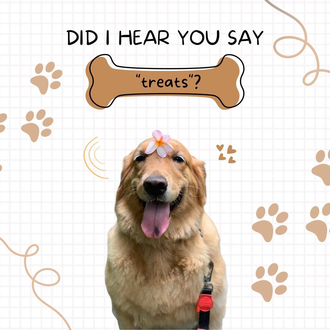 [SG] Grilled Fish Skin (Healthy Dog Treats) 100 Natural, Pet