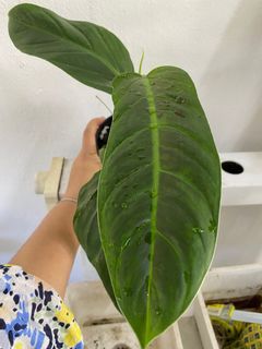 Philodendron Subhastatum