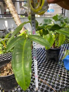 Syngonium Trileaf wonder