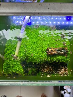 (Category: ) located in . Submitted by bettaorshrimps (Listing ID 1203541487, Image 1). Description: .