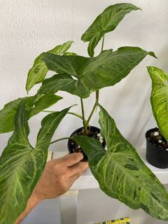 Syngonium Green Flecked