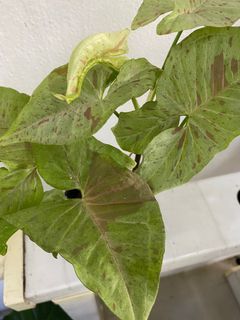 Syngonium Milk Confetti