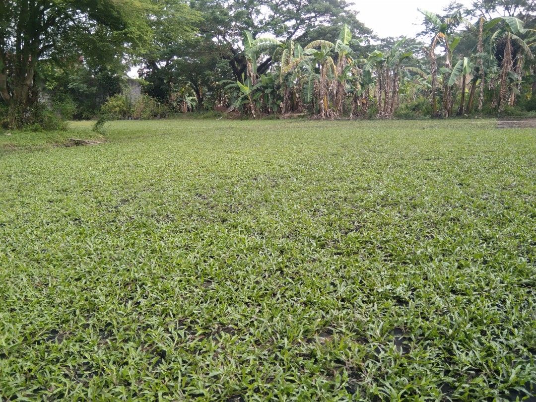 Caraboa grass, frog grass and blue grass, Furniture & Home Living ...