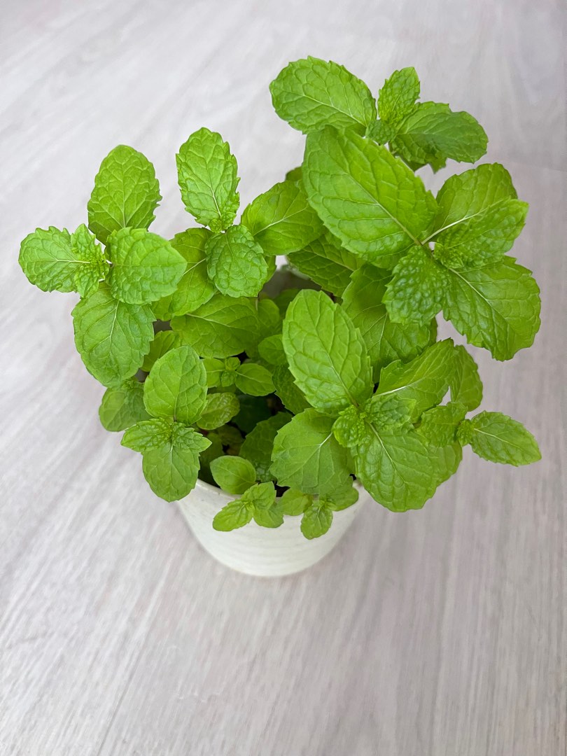 Healthy Mints plants for sale, Furniture & Home Living, Gardening