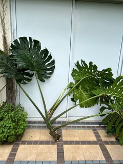 Monstera delicosia