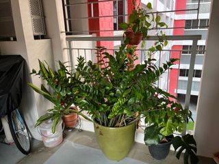 (Category: ) located in . Submitted by stefaniegui (Listing ID 1203752297, Image 1). Description: .